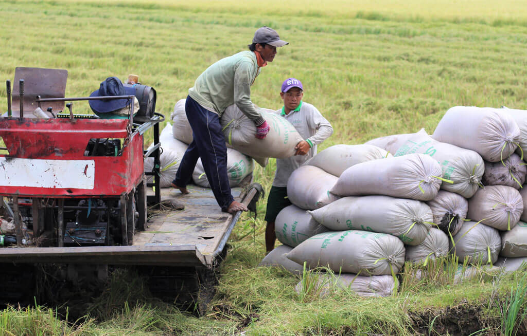 Vụ lúa đông xuân năm nay, đa phần nông dân canh tác lúa đạt năng suất khá cao, với giá bán hiện tại, sau khi trừ chi phí, bà con có lãi từ 2,8 - 3 triệu đồng/công.